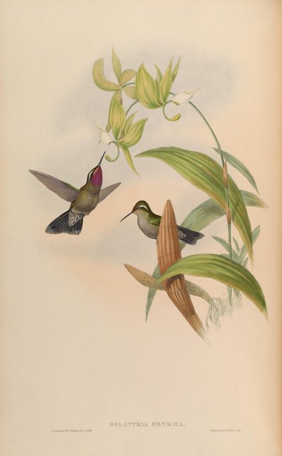Delattria henrici = Lampornis amethystinus by John Gould